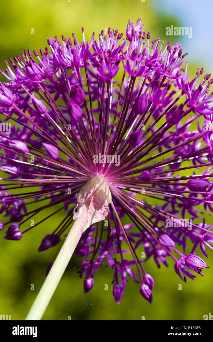 Purple Allium Stock Photo