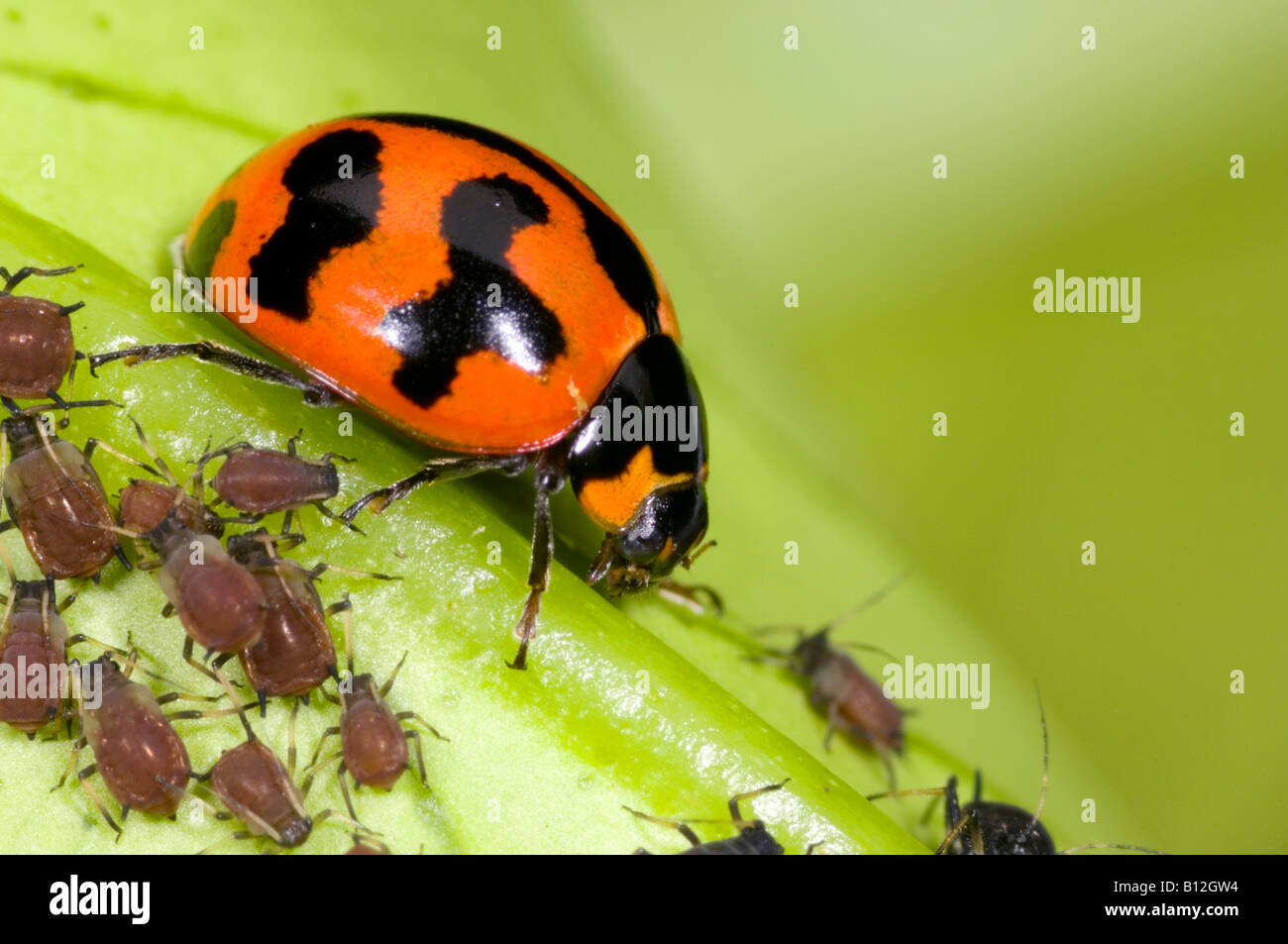 chef bille periskop Australian ladybird beetle attacking citrus aphids Stock Photo - Alamy