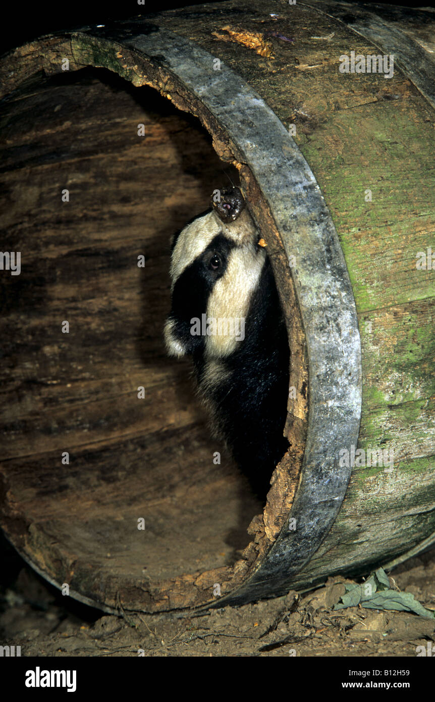 badger Meles meles exploring in an old barrel Stock Photo