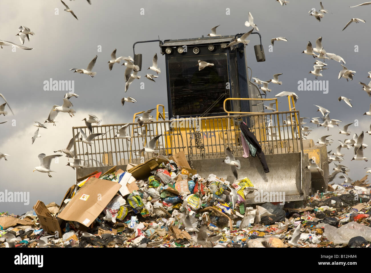 Rubbish and bulldozer surrounded by gulls on refuse tip in Finland Stock Photo