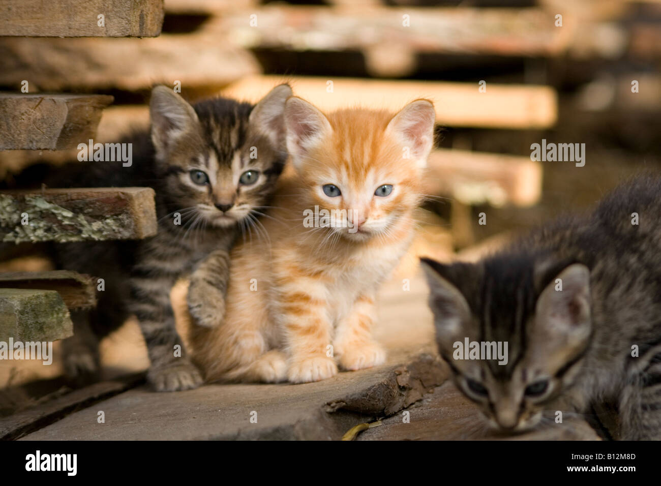 three baby cat Stock Photo