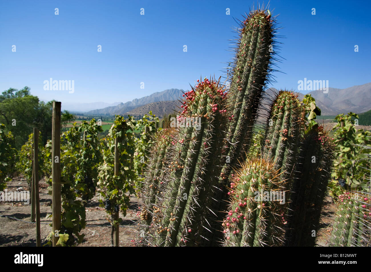 CACTI DON MAXIMIANO ESTATE VINA ERRAZURIZ WINERY ACONCAGUA VALLEY CHILE  Stock Photo - Alamy