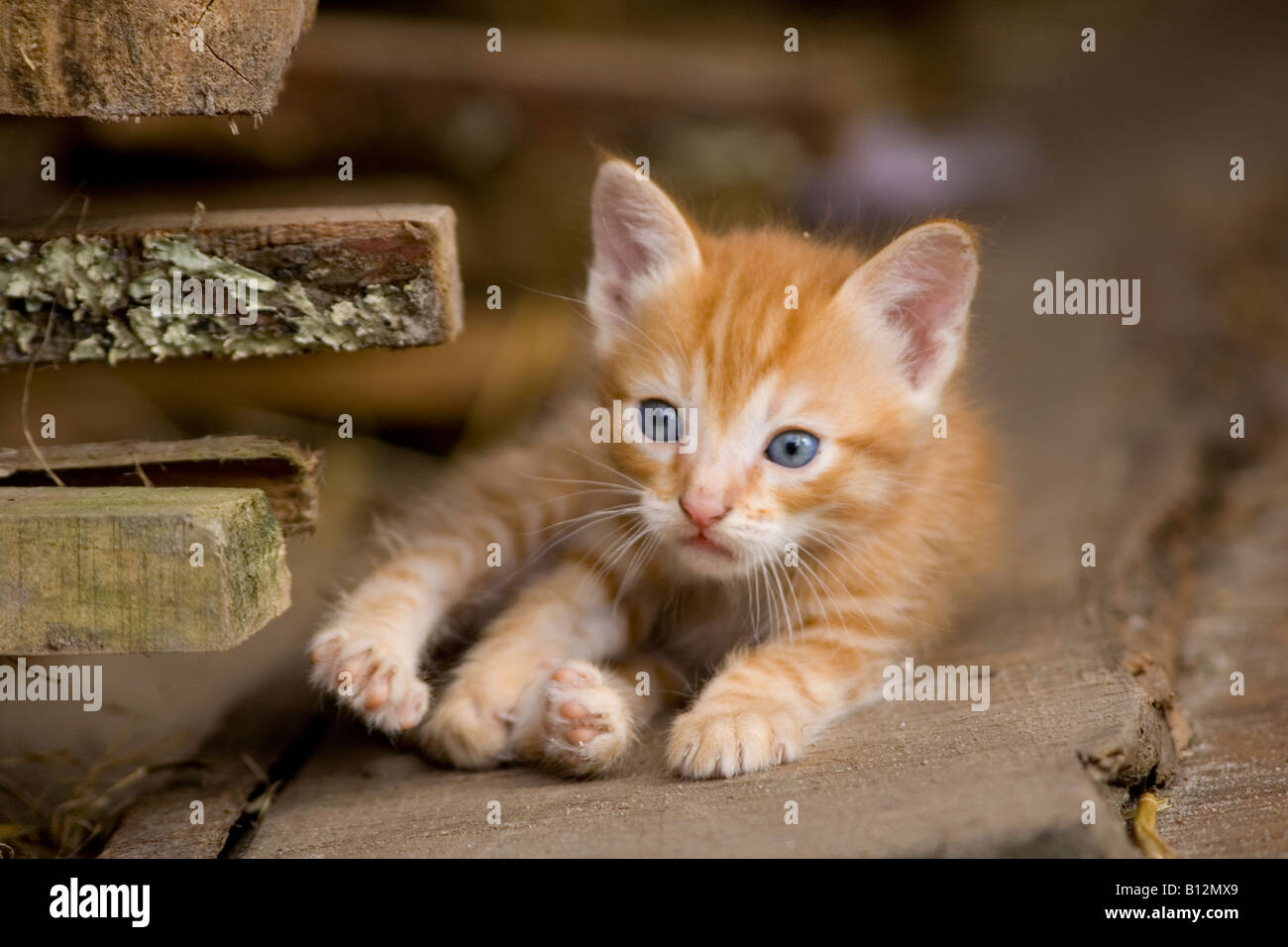 one baby cat Stock Photo