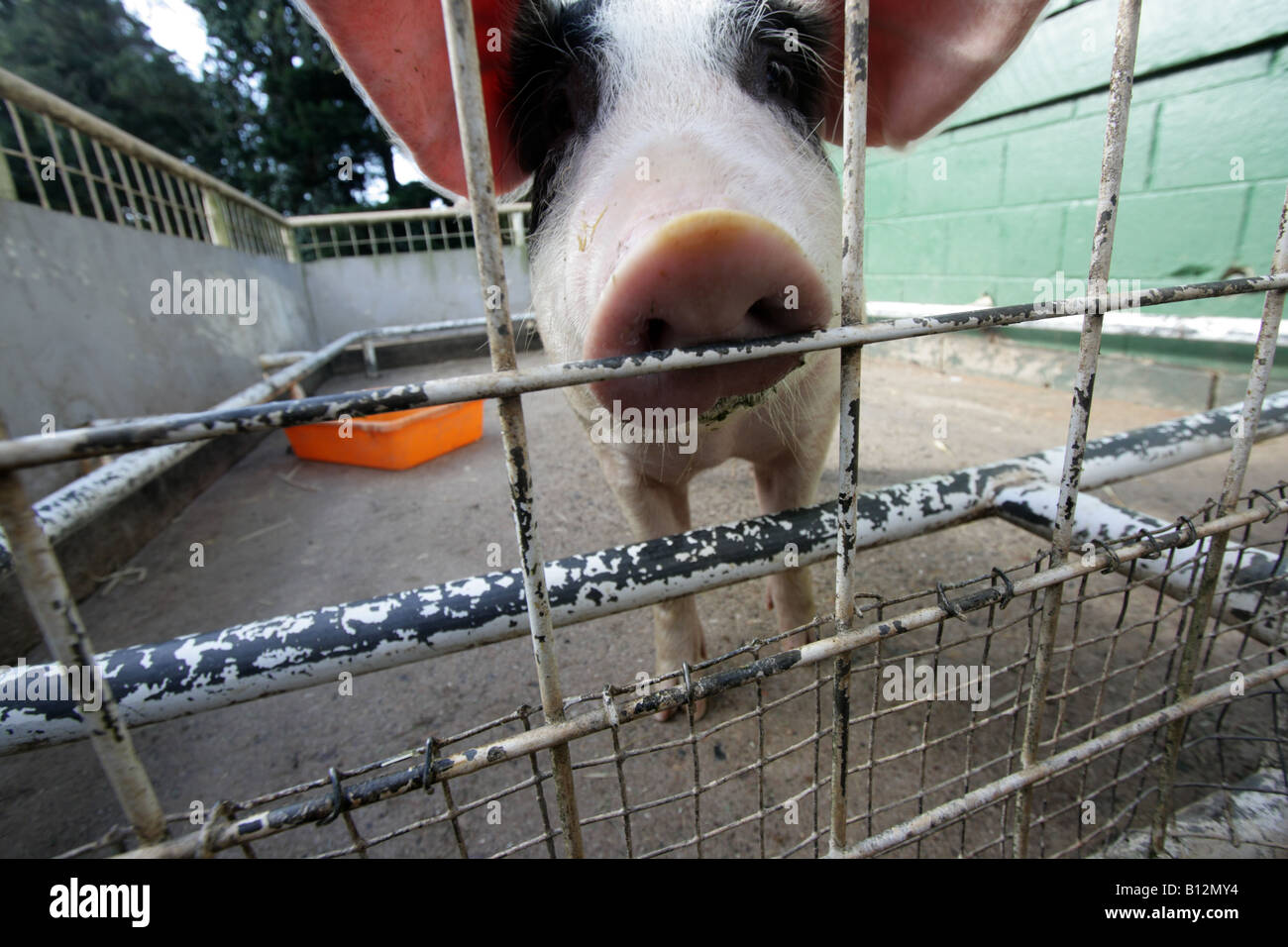 PIG SNOUT AND TROTTERS IN A PIGPEN LOW ANGLE CLOSE UP HORIZONTAL BDB11457 Stock Photo