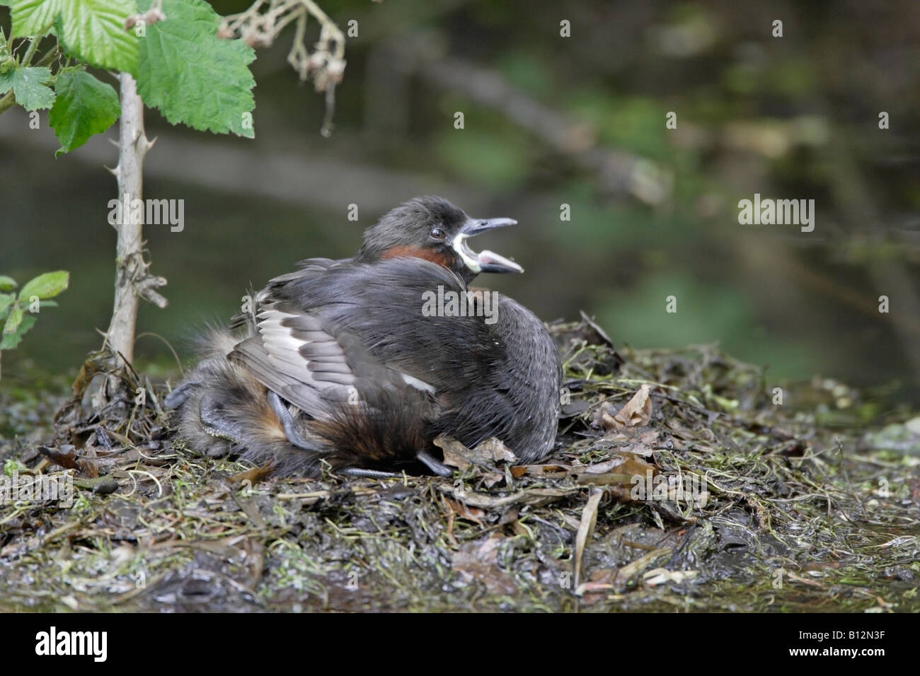 Little Grebe on nest with chicks Stock Photo - Alamy