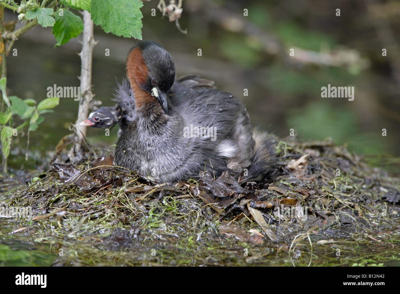 Little Grebe on nest with chicks Stock Photo - Alamy