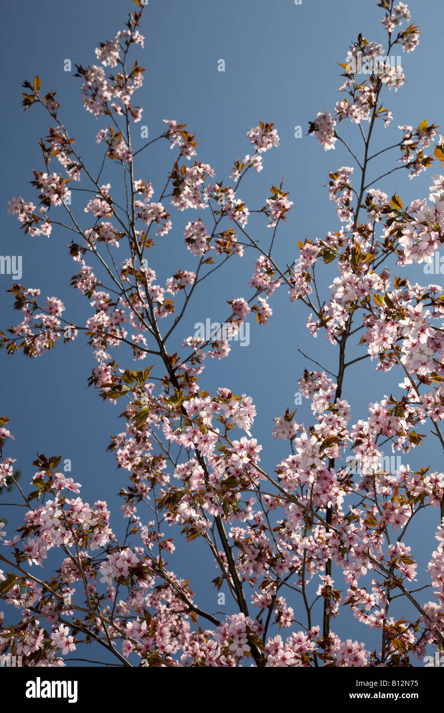 Spring cherry blossoms blue hi-res stock photography and images - Alamy
