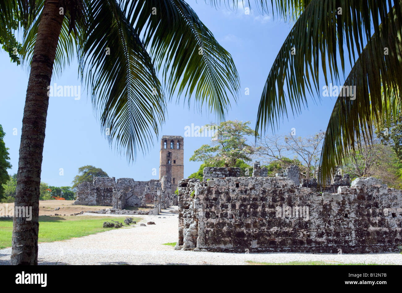 PALM TREES PANAMA LA VIEJA RUINS PANAMA CITY REPUBLIC OF PANAMA Stock Photo  - Alamy, image size:1300x947