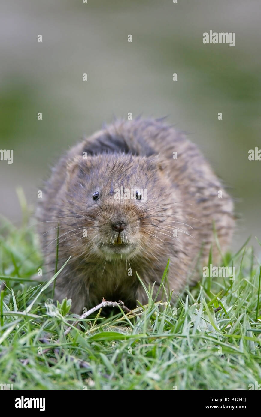Water Vole at Cromford Canal Stock Photo