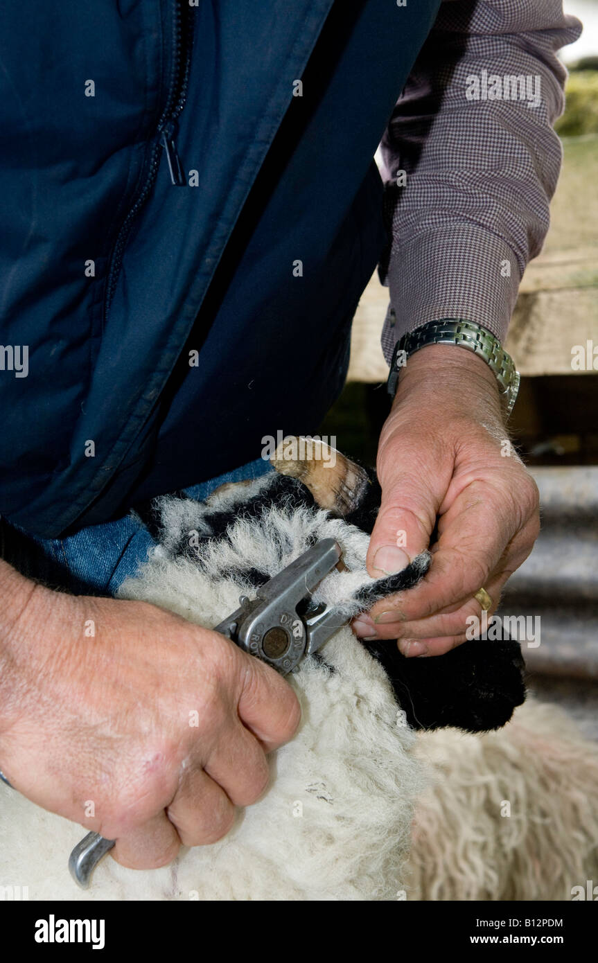 Farmer tagging young lamb with identification tags to comply with