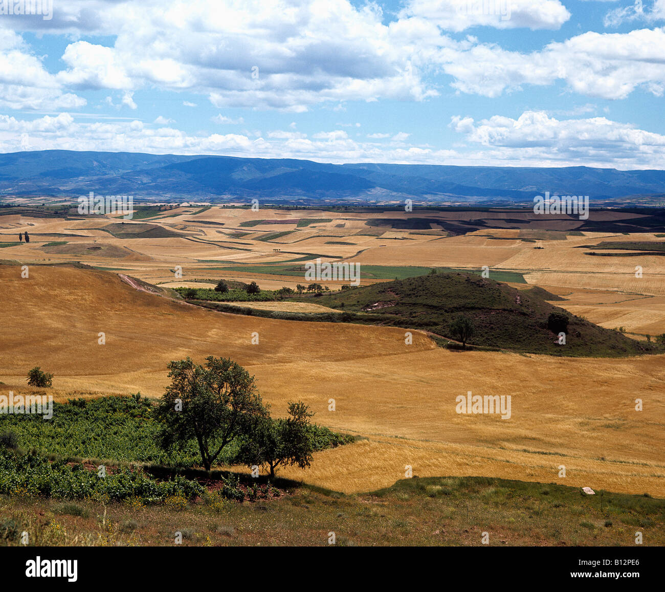 golden wheatfields and undulating landscape of central Spain Stock Photo