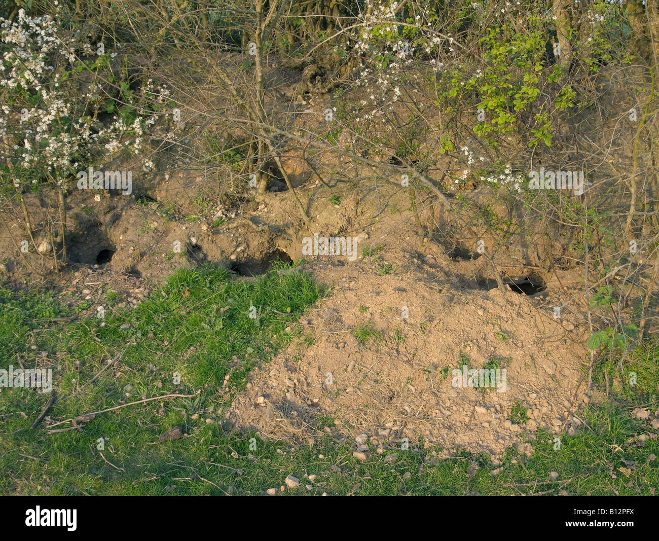 Rabbit Warren, Fordham, Essex Stock Photo Alamy