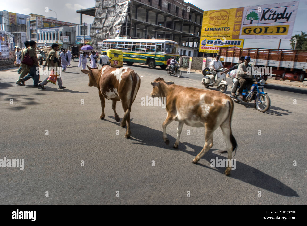 India, two cows walking along the crowded streets of India Stock Photo