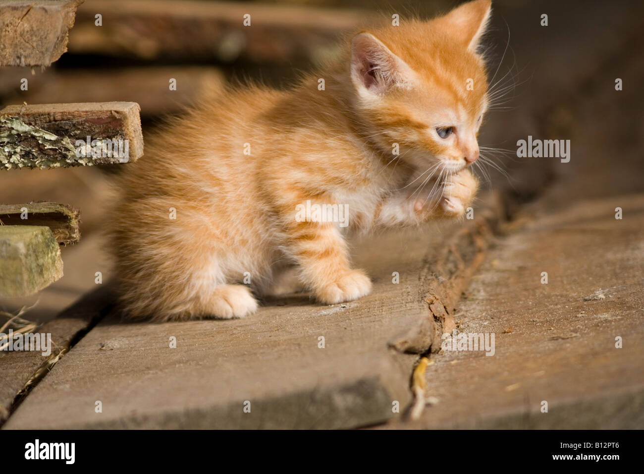 one baby cat Stock Photo