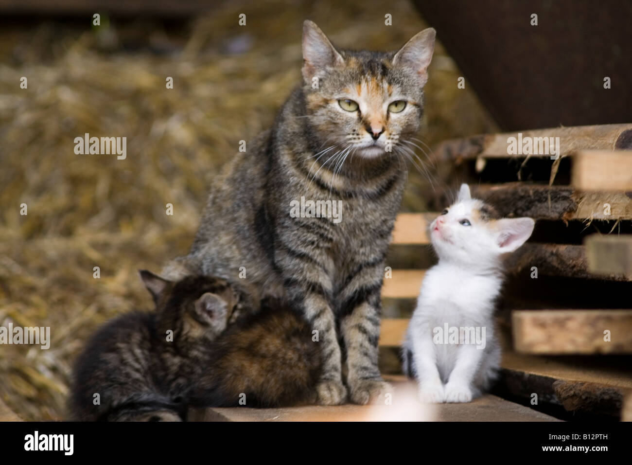 three baby cats and they mother Stock Photo