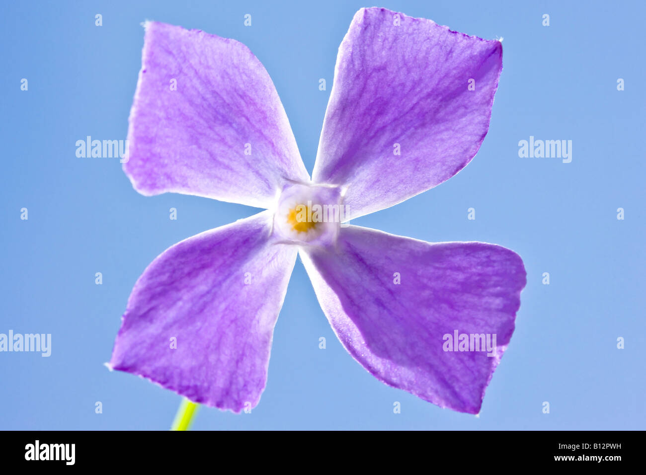Four petal flowers hires stock photography and images Alamy