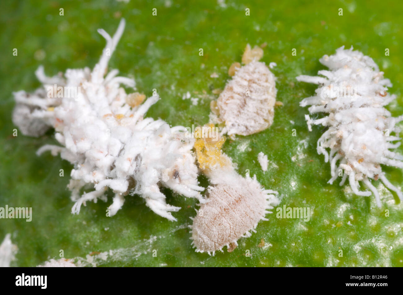Cryptolaemus ladybird beetle larvae attacking citrus mealybugs Stock Photo