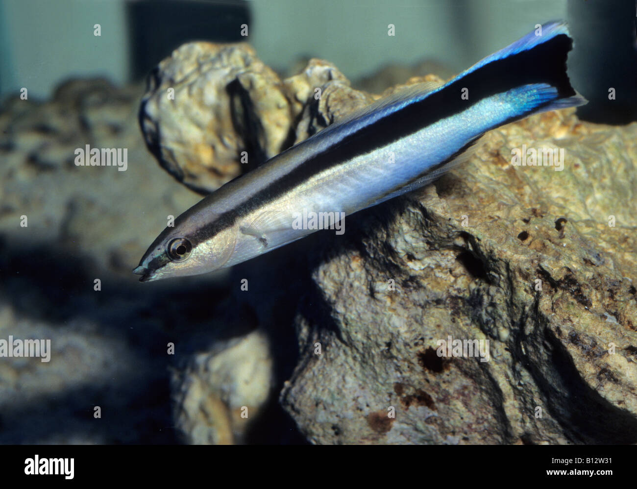 Labroides dimidiatus, Labridae, cleaning wrasse Stock Photo