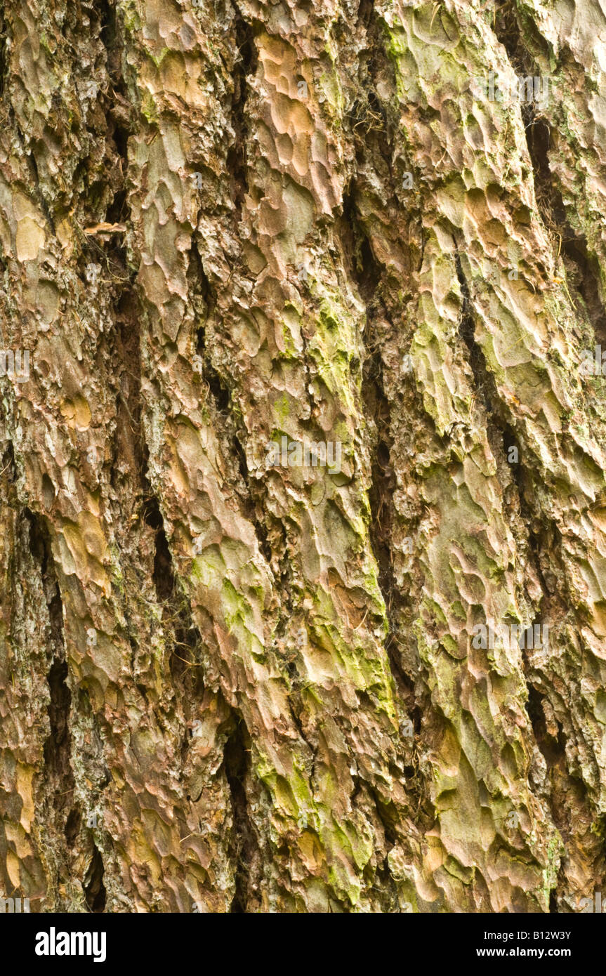 European Larch (Larix decidua) close up of the bark of old tree Perthshire Scotland UK September Stock Photo