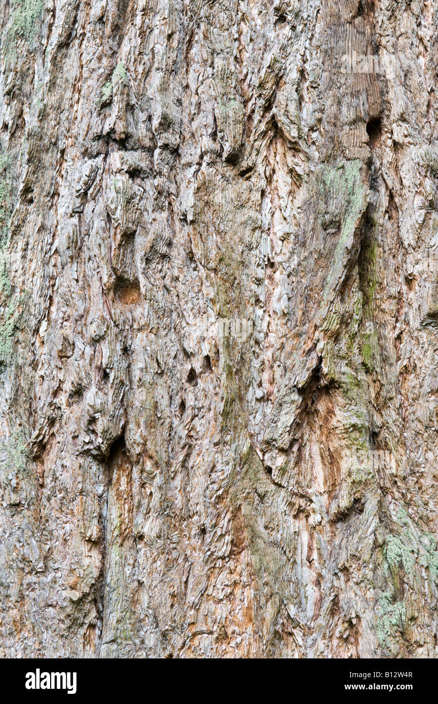 Giant Sequoia Sequoiadendron giganteum close up of the bark of old tree Perthshire Scotland UK Europe May Stock Photo