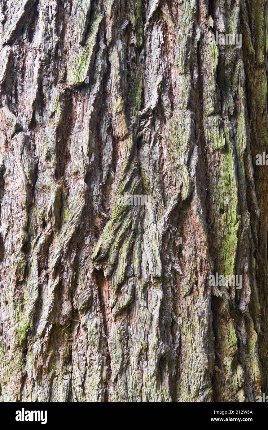 Giant Sequoia Sequoiadendron giganteum close up of the bark of old tree Perthshire Scotland UK Europe May Stock Photo