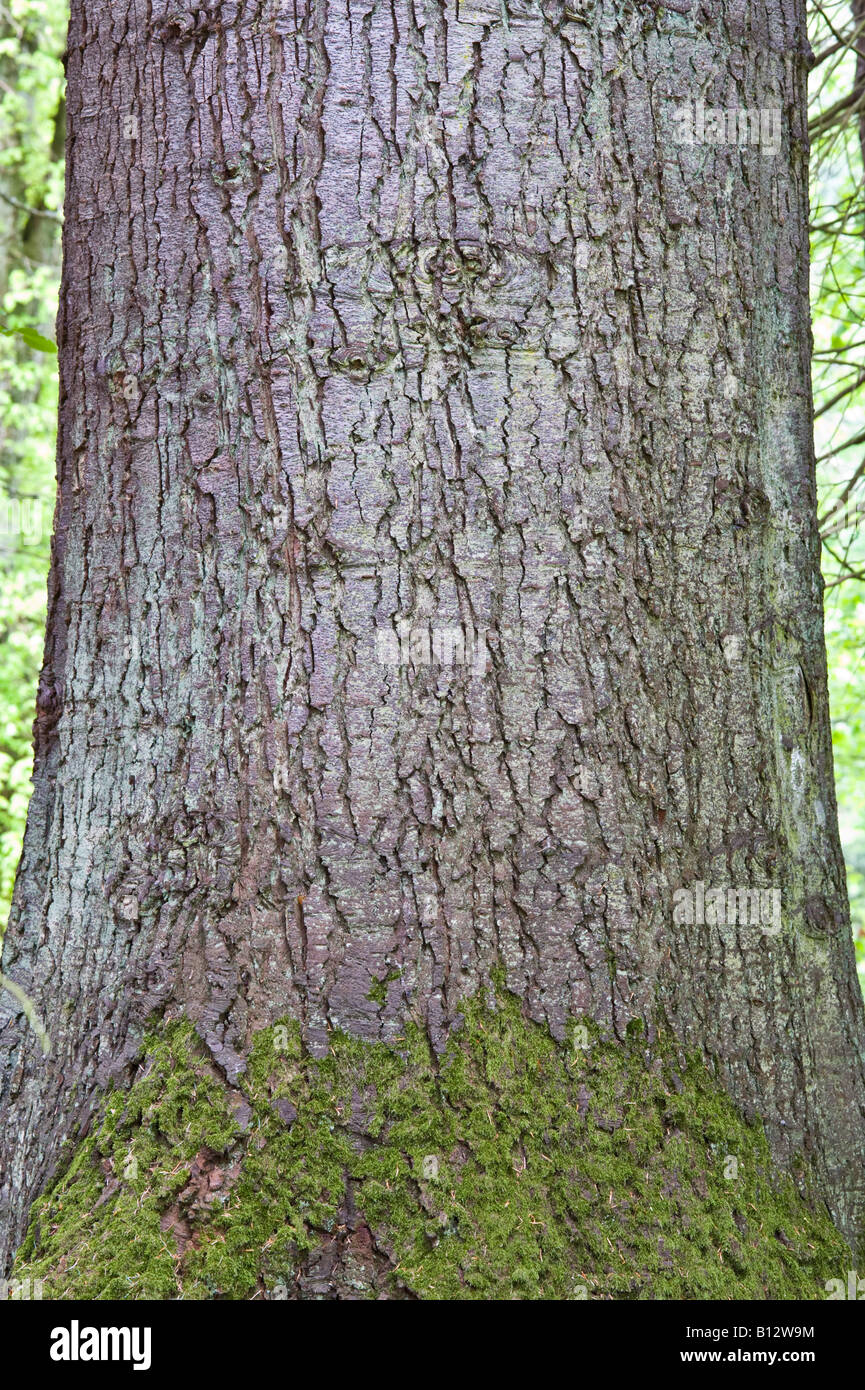 Grand fir tree hi-res stock photography and images - Alamy