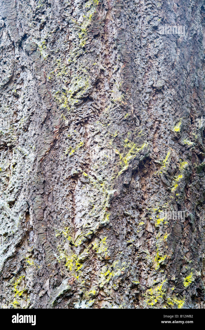 Douglas fir Pseudotsuga menziesii close up of bark mature tree Perthshire Big Tree Country Scotland UK