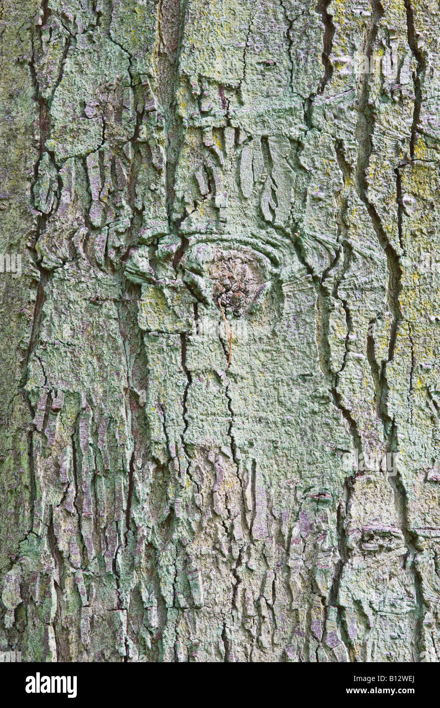 Noble Fir Abies procera close up of the bark of old tree Perthshire Big Tree Country Scotland UK Europe May Stock Photo