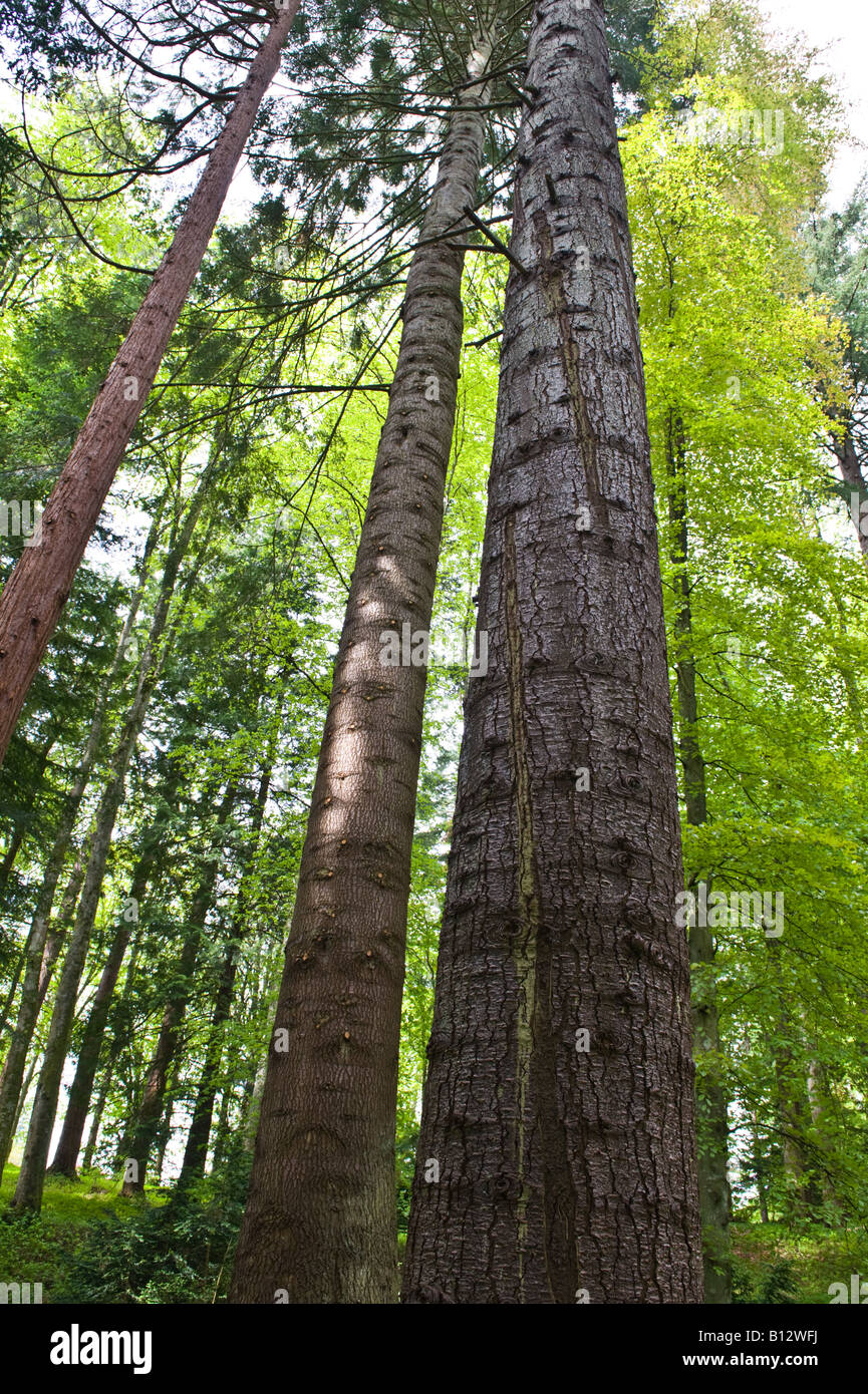Noble Fir Abies procera old trees Perthshire Big Tree Country Scotland UK Europe May Stock Photo
