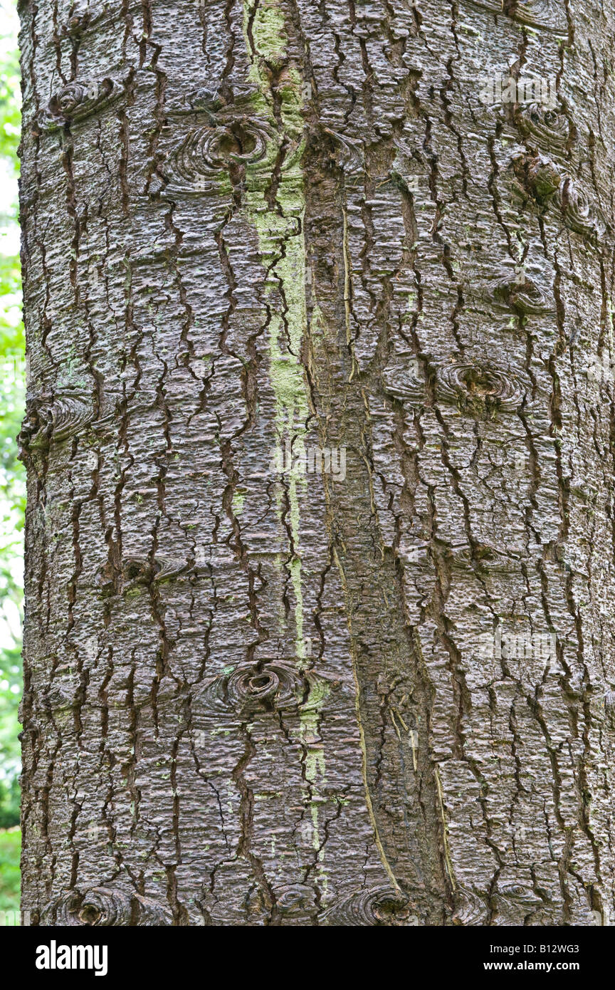 Noble Fir Abies procera close up of the bark of old tree Perthshire Big Tree Country Scotland UK Europe May Stock Photo