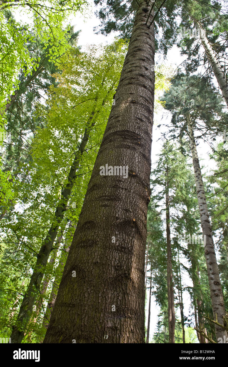 Grand Fir Abies grandis mature trees Perthshire Big Tree Country Scotland UK Europe May 2008 Stock Photo