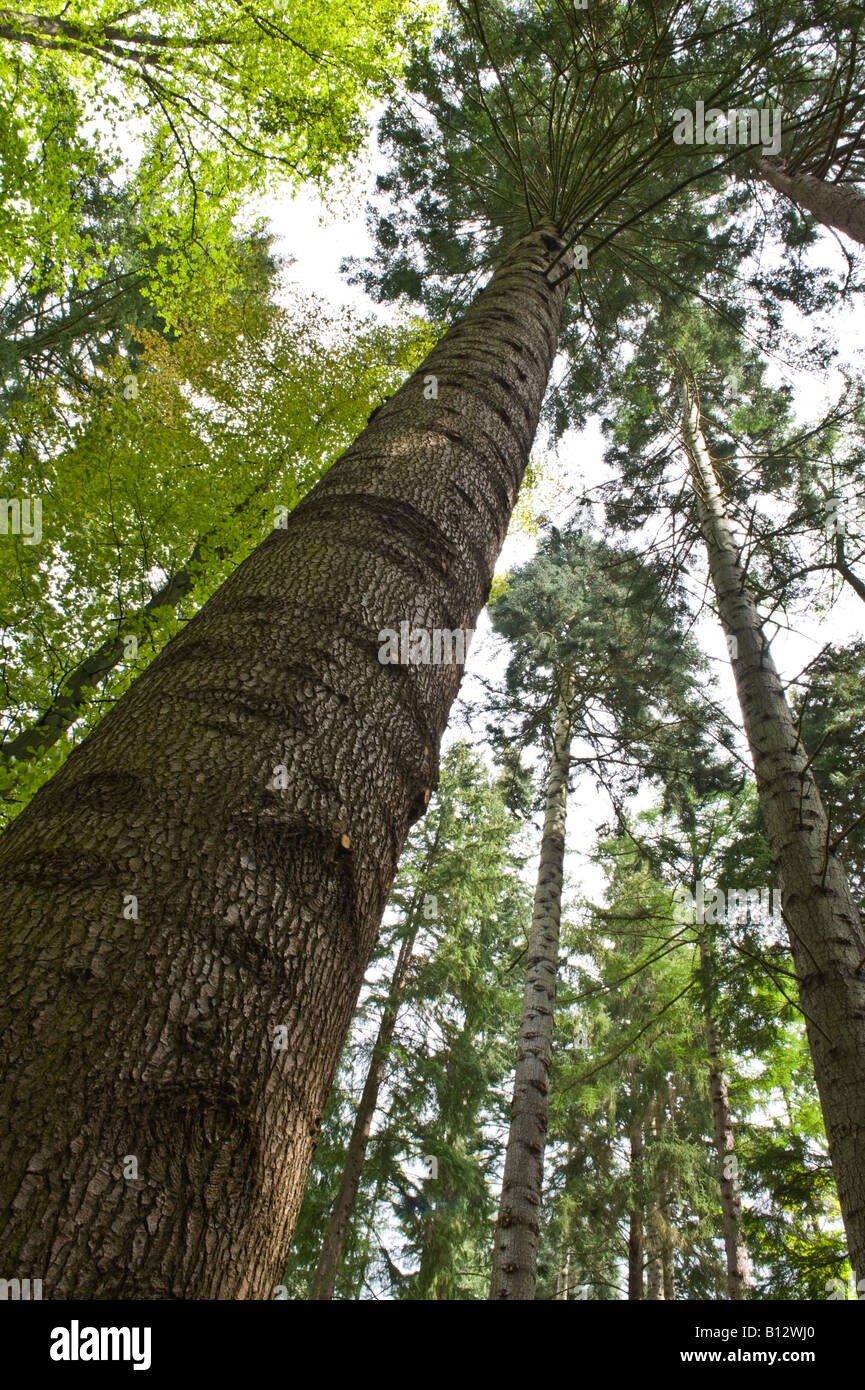 Grand Fir (Abies grandis) mature trees Perthshire Big Tree Country Scotland UK Europe May 2008 Stock Photo