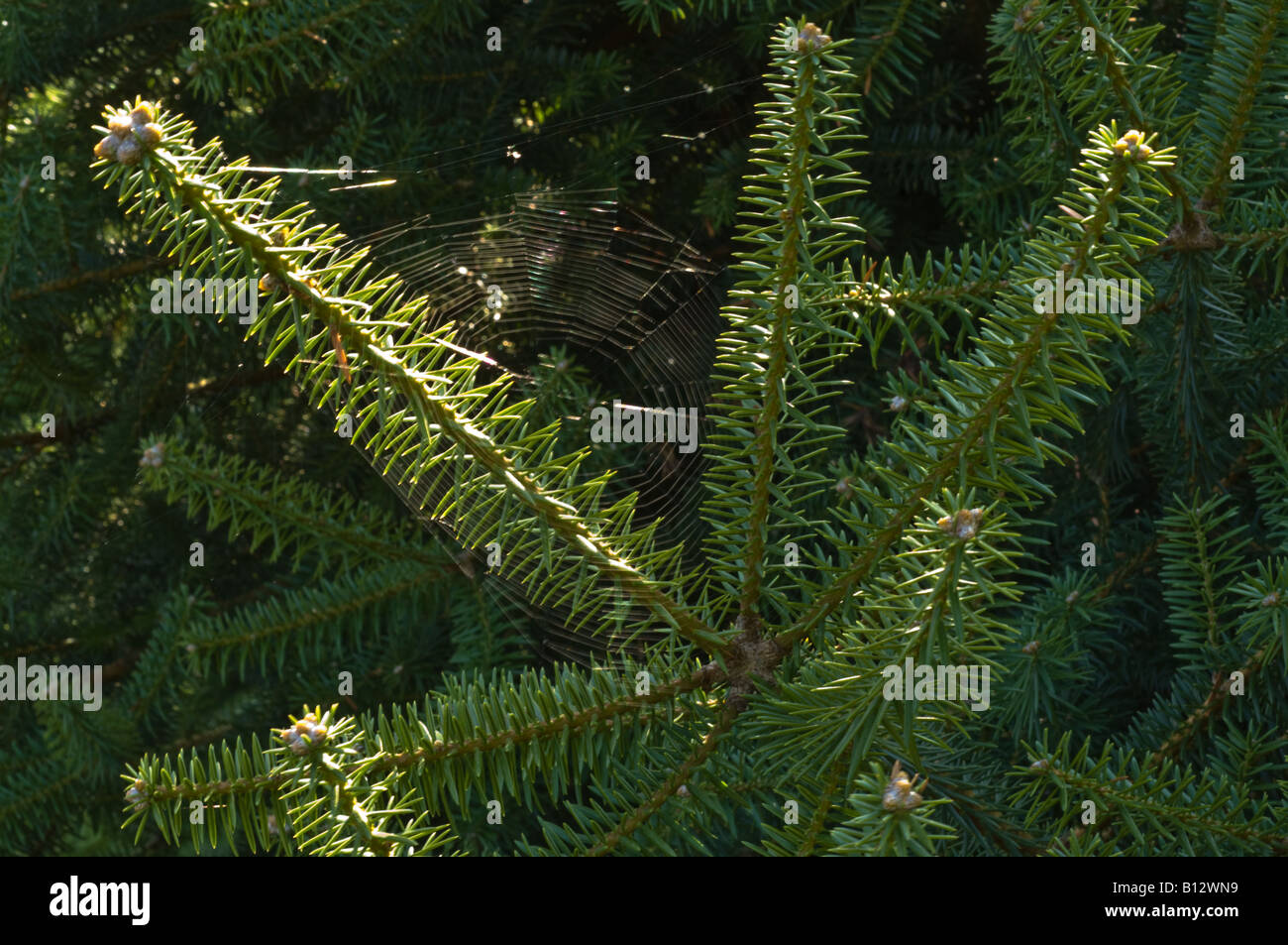 Sierran white fir Abies concolour var. lowiana close up of the bark of mature tree Perthshire Big Tree Country Scotland Stock Photo