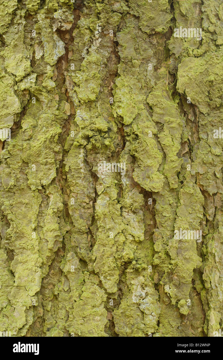 Hybrid larch (larix x eurolepis henry) close-up of the bark of old tree growing, Perthshire, Scotland, UK, September Stock Photo