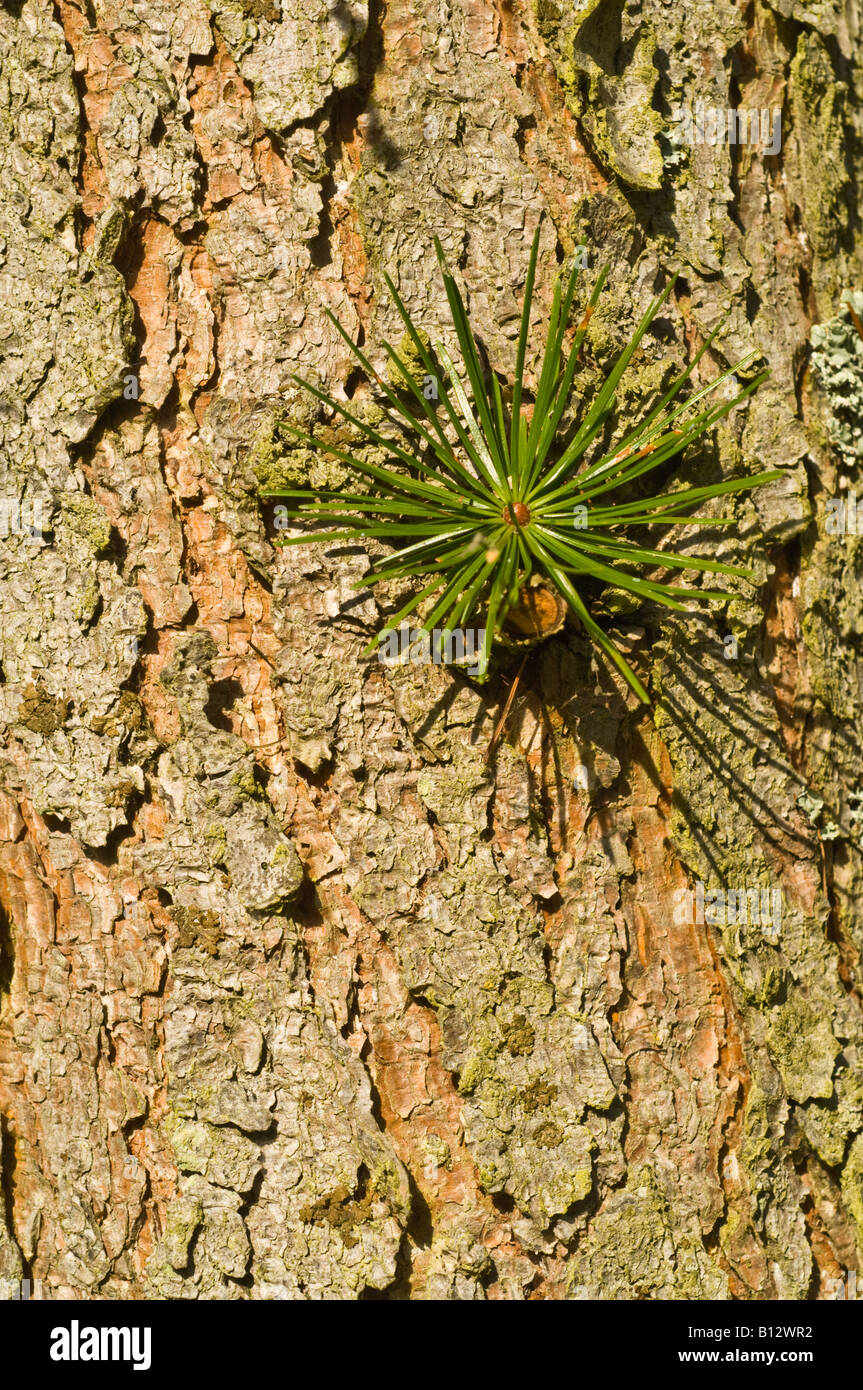 Sikkim Larch Larix griffithii close up bark mature tree Perthshire Scotland UK September Stock Photo