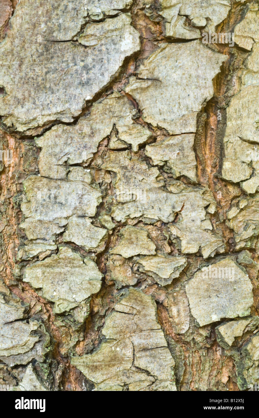Mexican White Pine (Pinus ayacahuite) close up of bark mature tree Perthshire Big Tree Country Scotland UK Europe September Stock Photo