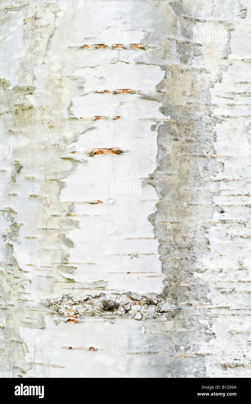 Cutleaf European white birch Betula pendula Dalecarlica close up of bark Perthshire Big Tree Country Scotland UK Europe Sept. Stock Photo