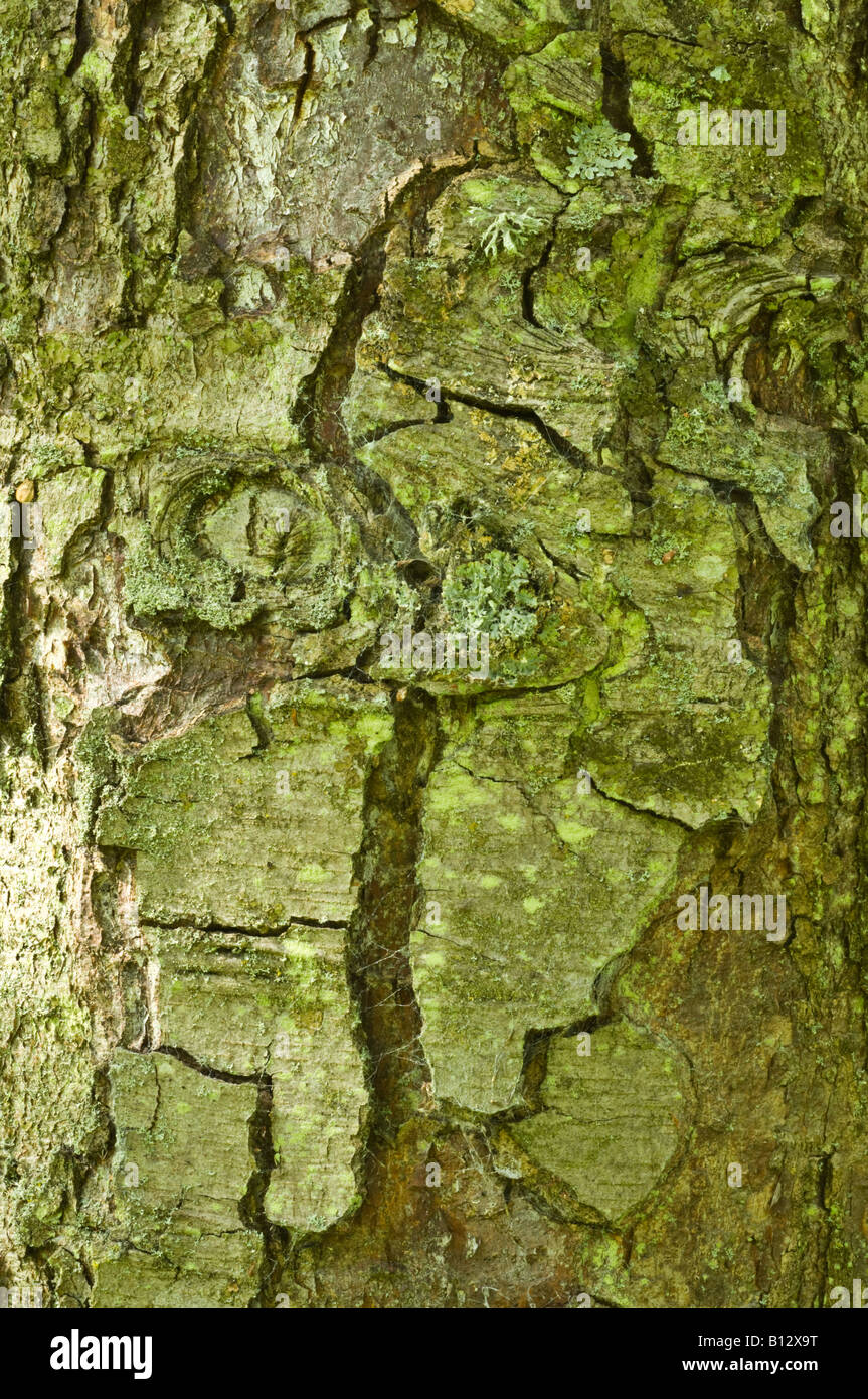 Roble Beech Nothofagus obliqua close up of bark mature tree Perthshire Big Tree Country Scotland UK Europe September Stock Photo