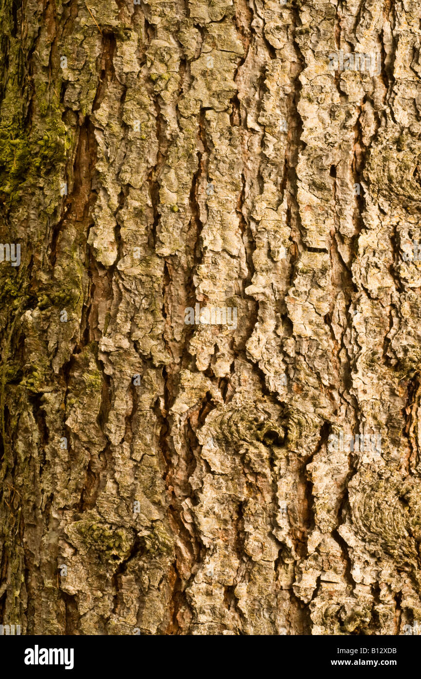 Western Larch (Larix occidentalis) bark close-up mature tree Perthshire big tree country Scotland September Stock Photo