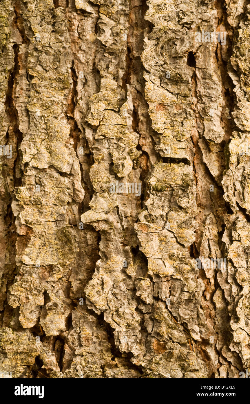 Western Larch (Larix occidentalis) close-up of bark, mature Perthshire big tree country Scotland September Native North America Stock Photo