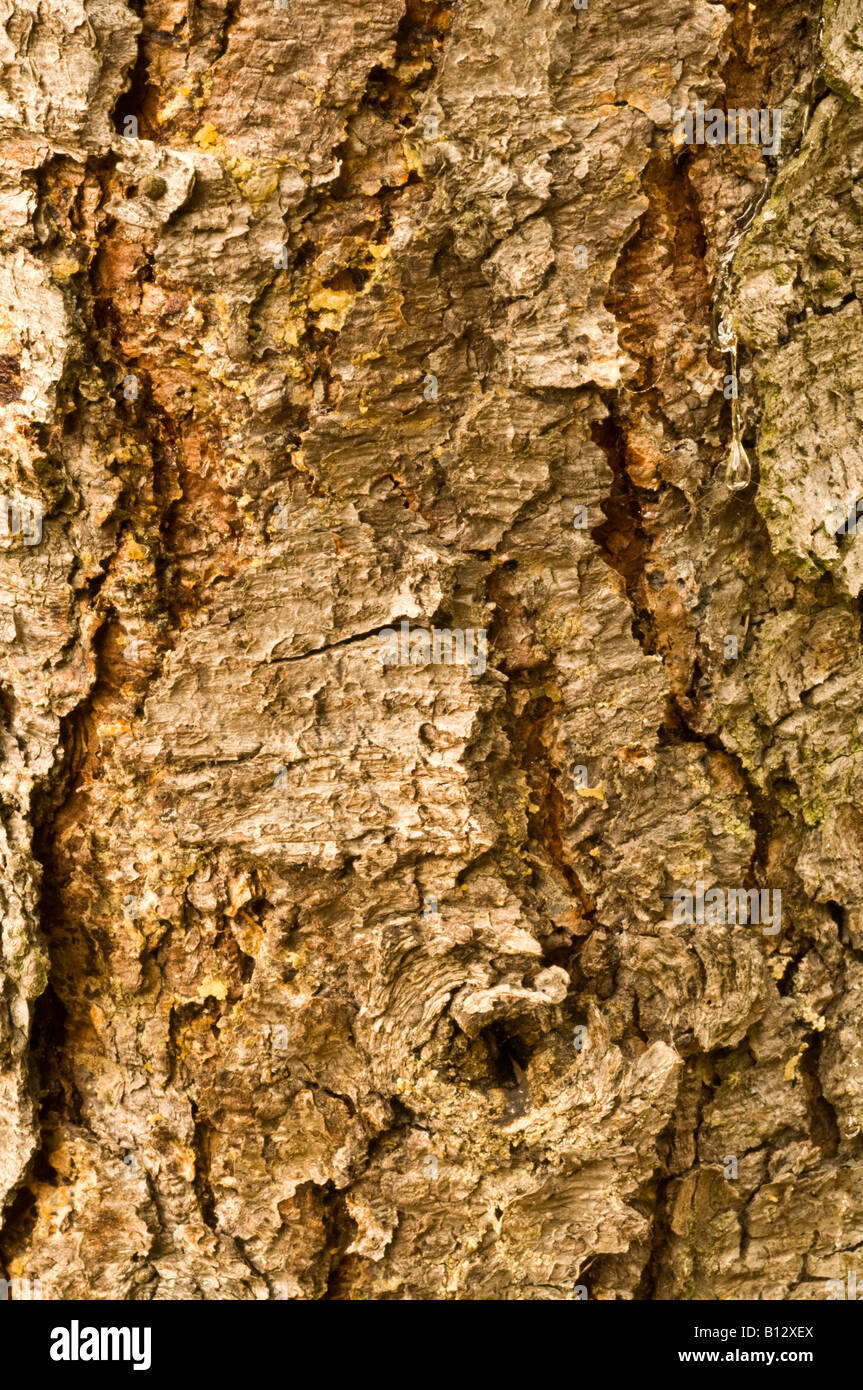 Larix gmelini var principis ruprechtii close up bark mature tree Perthshire big tree country Scotland September Stock Photo