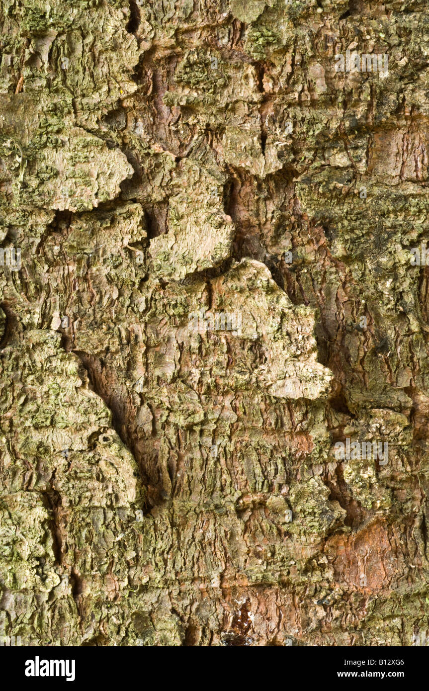 Sitka spruce Picea sitchensis close up of bark mature tree Perthshire Big Tree Country Scotland UK Europe September Stock Photo