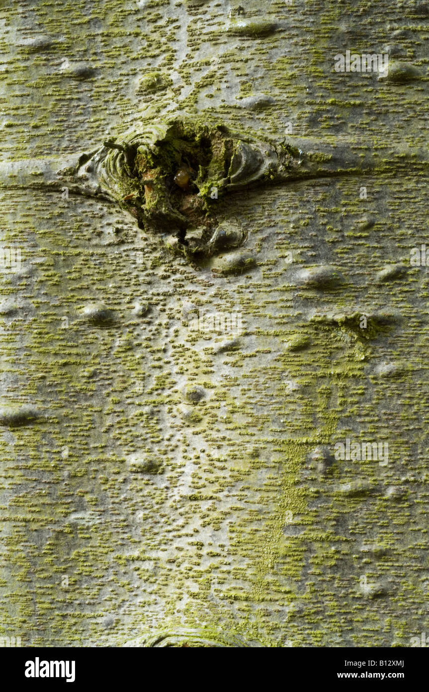 Noble Fir Abies procera close up bark mature tree Perthshire Big Tree Country Scotland UK Europe September Stock Photo
