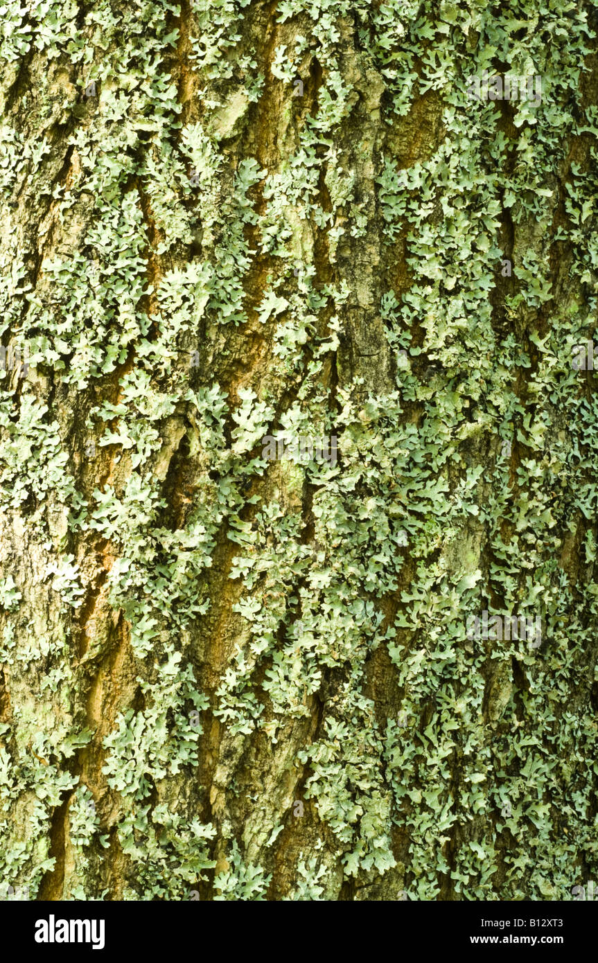 Hybrid Bean tree Catalpa x erubescens Purpurea close up of bark Perthshire Big Tree Country Scotland UK Europe September Stock Photo