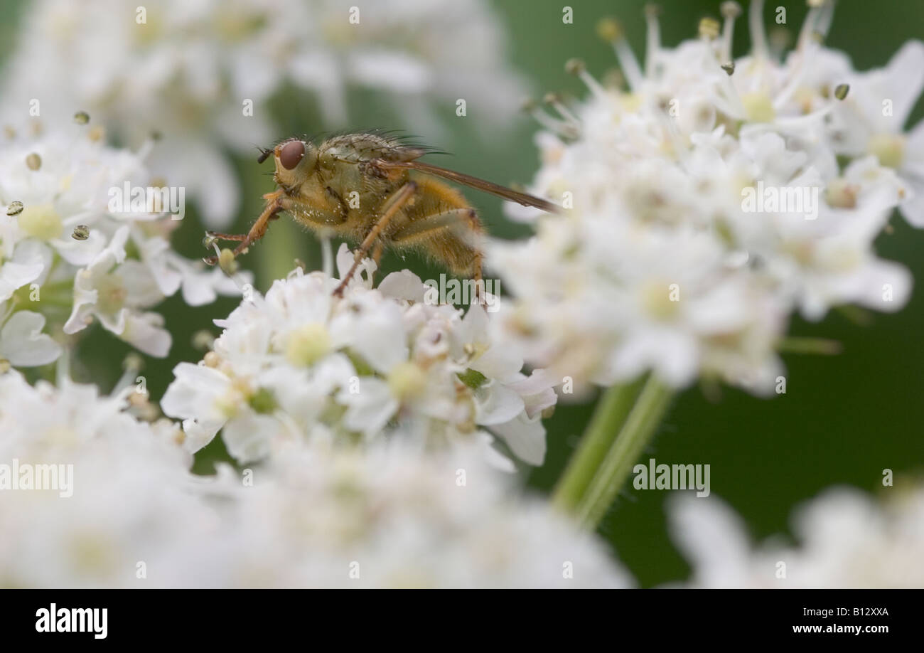 macro shot of fly pollinating white flower Stock Photo