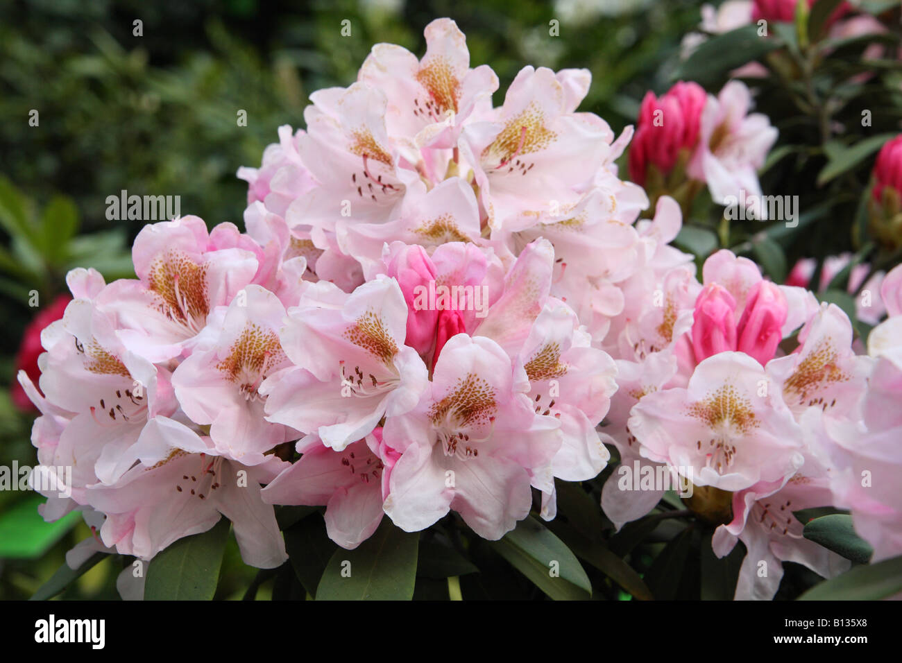 Pink rhododendron flowers blooming Stock Photo - Alamy