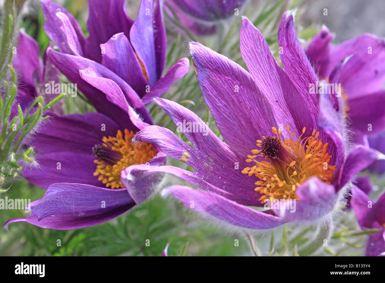 Pasque flowers blooming Pulsatilla vulgaris Stock Photo Alamy