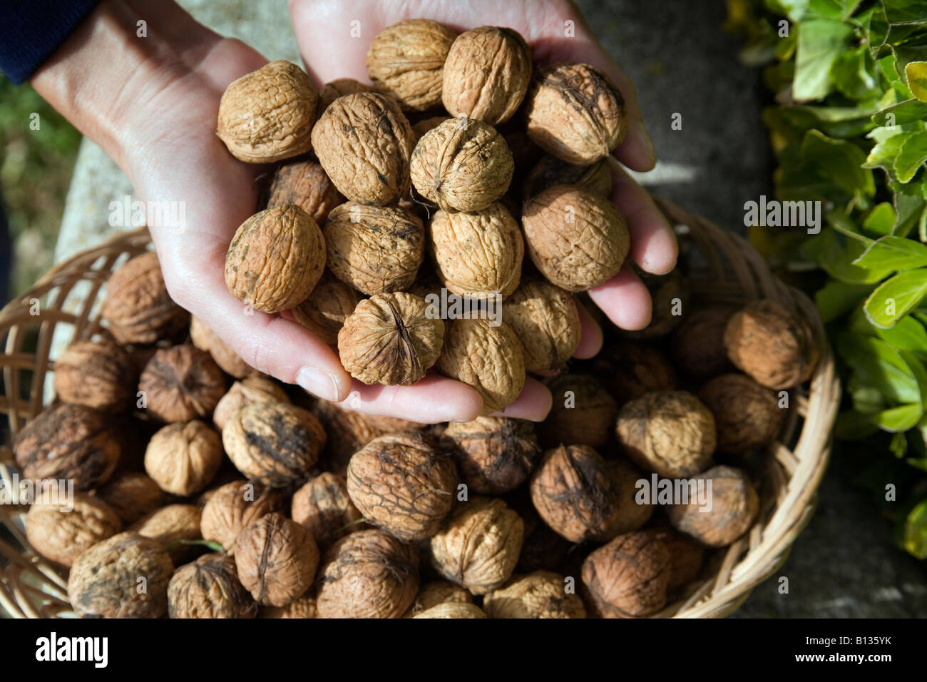 Walnuts in hands Stock Photo - Alamy