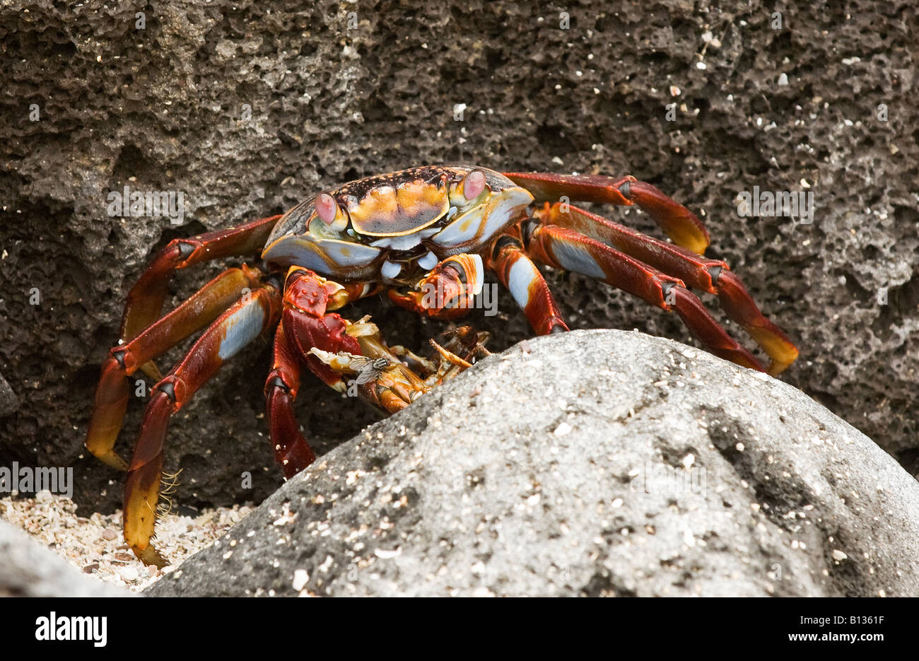 Galapagos crab hi-res stock photography and images - Alamy