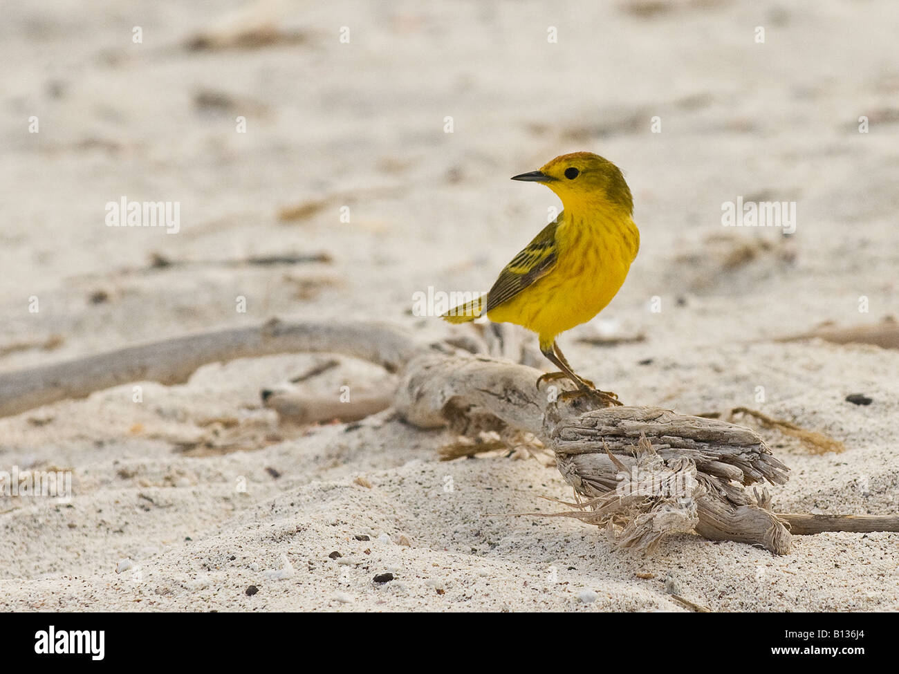 A Yellow Warbler perching on driftwood, Galapagos islands, Ecudor Stock Photo
